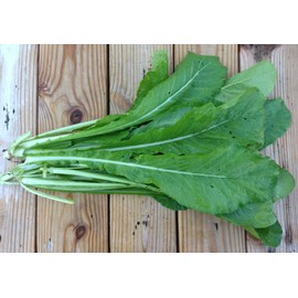 Mai's Family 500+ Mustard Green seeds, GAI CHOI, Cải Bẹ Xanh