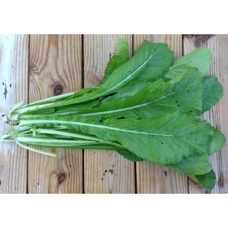 Mai's Family 500+ Mustard Green seeds, GAI CHOI, Cải Bẹ