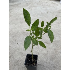 Pepino Melon Plant With Pot 10” Golden Sweet Ginseng Fruit Ready To Plant