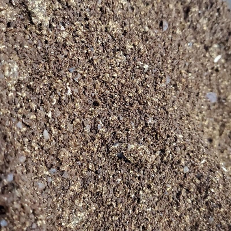 Decaf mushrooms coffee Organic Beverage