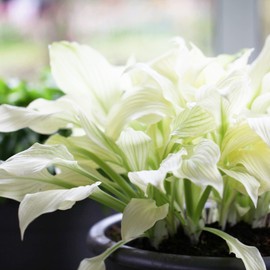 White Feather' Hosta Seeds Plantain Lily Perennial Showy Ornamental Hardy Containers Shade Garden Beds Outdoor Indoor 20Pcs Herb Seeds by YEGAOL Garden