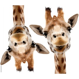 CafePress Hangover Movie Part 3 Giraffe Throw Blanket Super Soft Fleece Plush Throw Blanket, 60"x50"