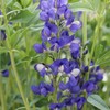 Outsidepride False Indigo - 100 Seeds