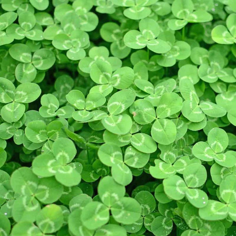 Dixie Crimson Clover 2# Dixie Reseeding Crimson Clover, Coated and