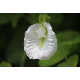 Serendipity Seeds Tropical Flower Seeds -White Single Flower Butterfly Pea -10 Seeds -Clitoria