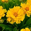 Lance-Leaf Coreopsis Seeds - Sunburst - Packet - Yellow Flower
