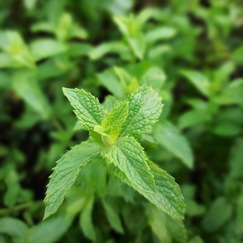 Gardena Cleaning Nozzle