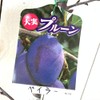 Prune Seedling Baylor, 5.3 inches (13.5 cm) Pot Seedling, Prune