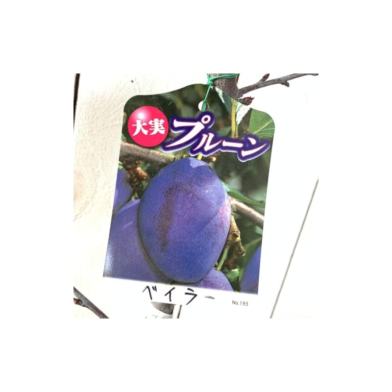 Prune Seedling Baylor, 5.3 inches (13.5 cm) Pot Seedling, Prune
