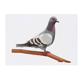 'Pigeon on a Branch' Temporary Tattoo - Water Resistant, Skin-Safe, Non-Toxic Transfer (TO00074867)