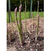 Bulk Organic Mary Washington Asparagus Seeds (1/4 Lb)