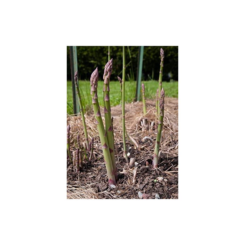 Bulk Organic Mary Washington Asparagus Seeds (1/4 Lb)