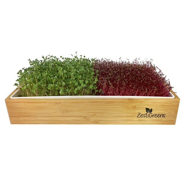 Self Watering Microgreens Growing Kit. Hands Down The Easiest Way