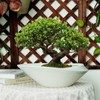 18 Inch Ceramic Bonsai Planter Pot with Drainage Hole, Glazed