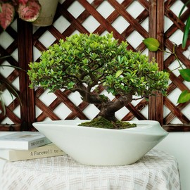 EPFamily 18 Inch Ceramic Bonsai Planter Pot with Drainage Hole, Glazed Large Plant Pot Succulent Planter for Indoor and Outdoor Plants Gray