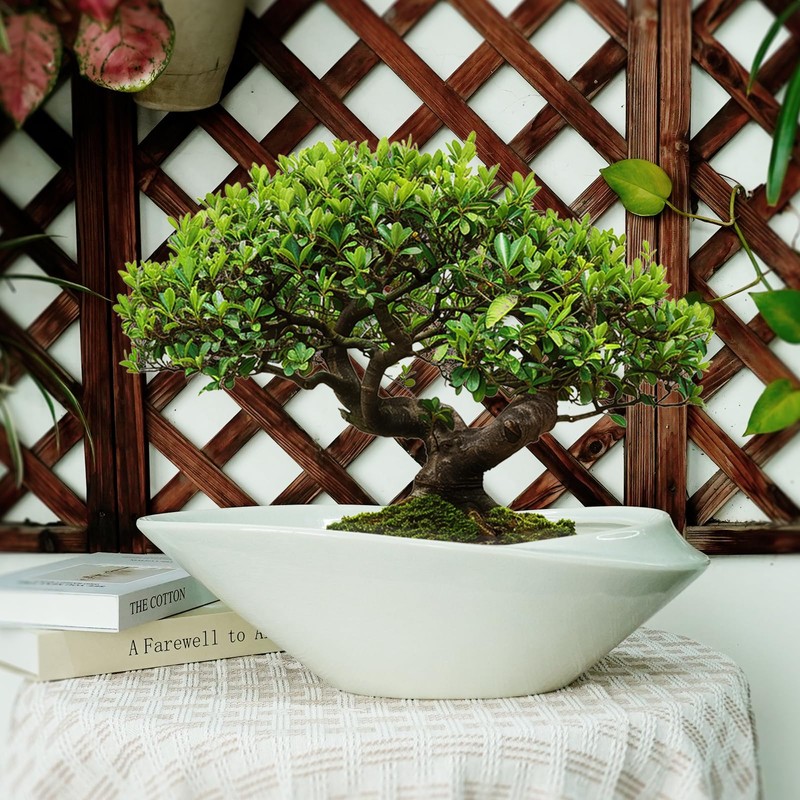 18 Inch Ceramic Bonsai Planter Pot with Drainage Hole, Glazed
