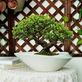 18 Inch Ceramic Bonsai Planter Pot with Drainage Hole, Glazed Large Plant Pot Succulent Planter for Indoor and Outdoor Plants Gray