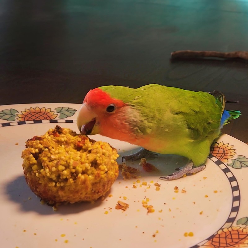 Small Joys Birdie Bread Mix for Parrots, Momma Bird's Cafe