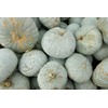 Winter Squash, Blue Hubbard - Squash Seeds