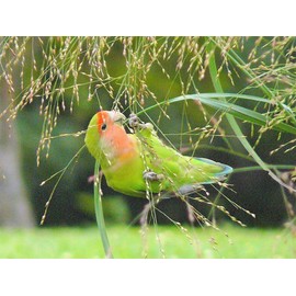 Seedville USA 100 PURPLE LOVEGRASS Eragrostis Spectabilis Native Love Grass Flower Seeds