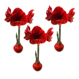 Waxed Amaryllis Bulb Holiday 3 Pack-Three Red Waxed Red Lion Amaryllis Bulbs 28/ 30cm-Perfect Holiday Gift Bundle!
