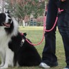 Double Handle Dog Leash 6FT Reflective Rope Lead with Two
