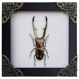 VINADECOR Real Stag Beetle Frame Unmounted Spooky Gothic Decor for Home Taxidermy Insect Bugs Entomology Collections Gothic Wall Art Decor Oddities for Moon Shelf wall decoration K12-84-TR