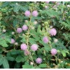 Fresh 500+ SENSITIVE PLANT Seeds BULK *Free US Shipping!* Mimosa