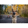 Redbarn 12" Premium Braided Bully Sticks for Dogs - Natural