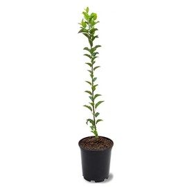Gala Apple Tree, Deciduous, Early Harvest, Moderately Sized, 1 gal Nursery Pot, 2-3 ft. Tree Height (Due to Agricultural Laws, we Cannot Ship to CA, AZ, AK, or HI)
