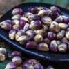 Nygardenia 50pcs Blue Corn Heirloom Seeds - Non-GMO, Open-Pollinated, Flour
