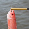 SHADDOCK Hook Releaser Hook Remover Quick Needle Removal Fishing Tool