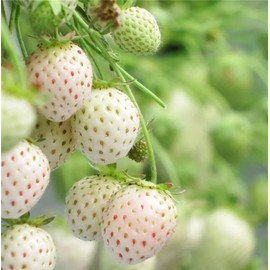Garden Plant Seeds Fruit Tree Seeds 200+ Seeds White Alpine Strawberry Fragaria Vesca Pineberry Sweet Pinapple Flavour Seeds
