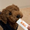 Petio Lactic Acid Bacteria Stick Jelly, Fruit Mix Flavor, Pack