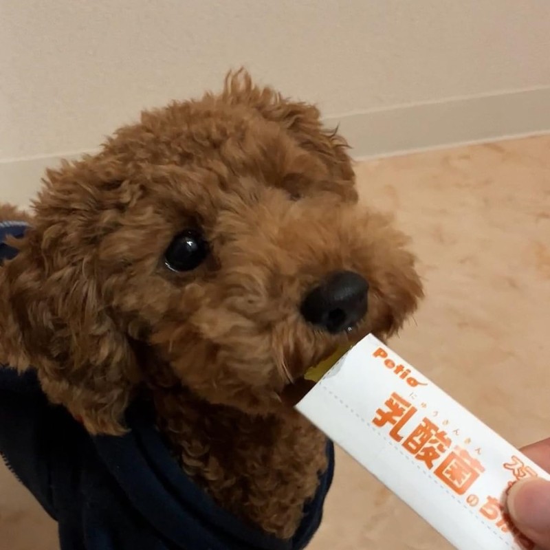 Petio Lactic Acid Bacteria Stick Jelly, Fruit Mix Flavor, Pack