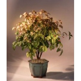 BBoNY Flowering Heavenly Nandina Bamboo Bonsai Tree Plant Live Outdoor 10-11 In Tall