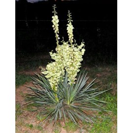Adam's Needle Yucca Plants Yucca Plant Seeds YUCA Adams Needle White Pot Seed - Pack of 10 SEEDS!!