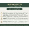 Unbranded Nuphar lutea | Yellow Water Lily | Bareroot |
