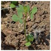 Everwilde Farms - 1/4 Lb Bird's Foot Trefoil Wildflower Seeds