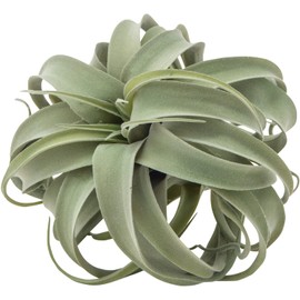 POSH LIVING 80912 Xylographica