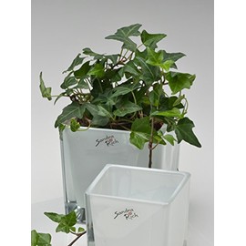 3x Cube Glass Coloured Flower Pot Planter Flower Planter White 10 cm