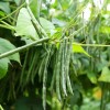 TomorrowSeeds Jade Green Bean Seeds (Bush) | Slender Delicate Haricot