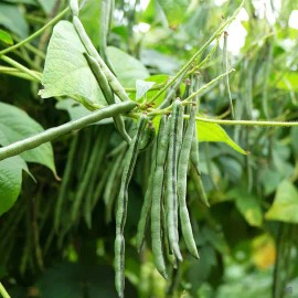 TomorrowSeeds Jade Green Bean Seeds (Bush) | Slender Delicate Haricot Vert Vegetable Seed 2025 - 50+ Count