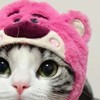 Cat Hat Cute Design Adjustable Soft Comfortable Polyester Portable Pet