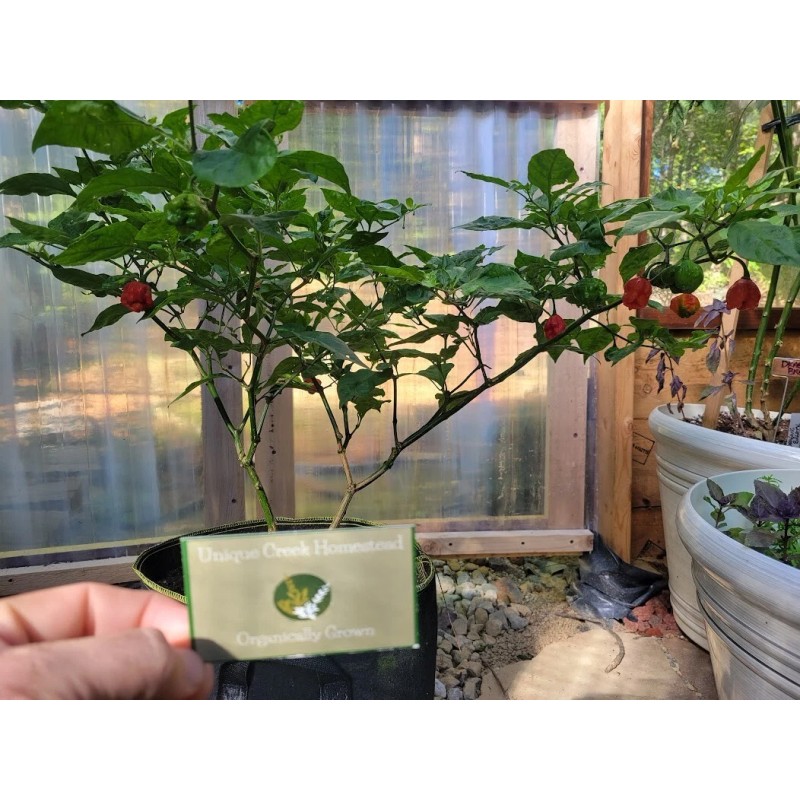 Carolina REAPER Chocolate Fire Pepper Seeds Super Hot 2.2+ Million