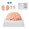 Modelo Anatómico Del Cerebro Humano Tamaño Natural Enseñanza