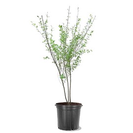 American Plant Exchange Dura Heat River Birch Tree, Multi Truck, 5 Gallon Pot, 3-4ft. Tall, Large Outdoor Landscape Garden Plant, Cold Hardy, Fast Growing