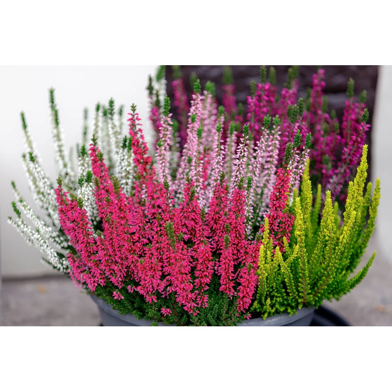 Chimney Sheep 12" natural jute hanging basket liner pack of