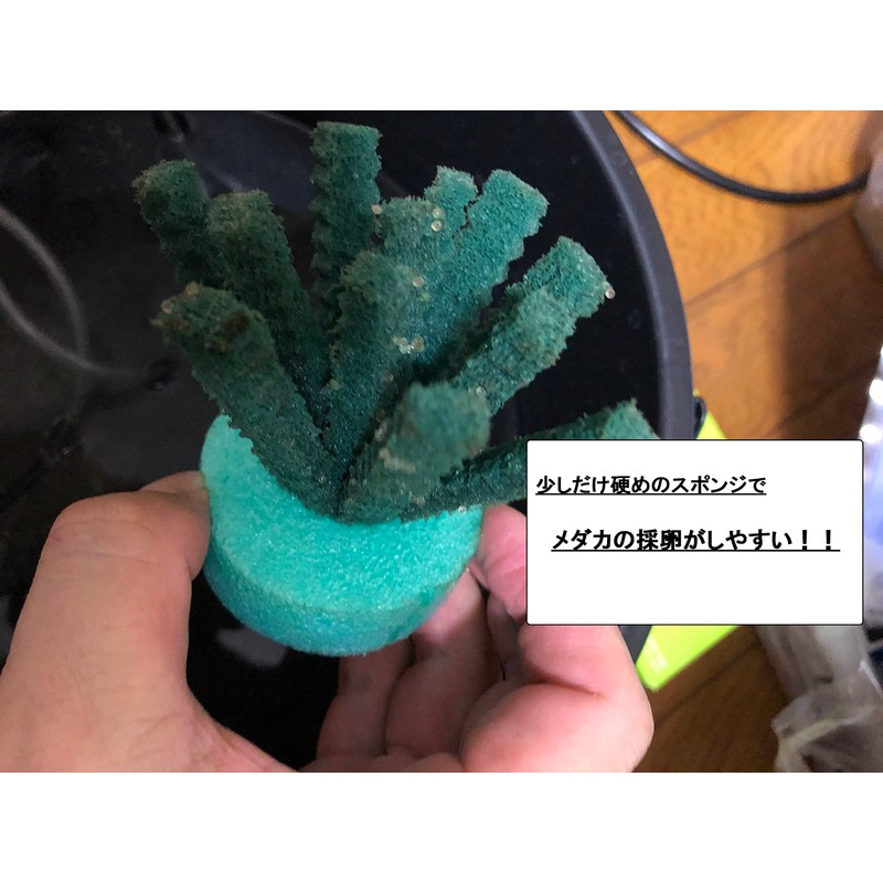 [Japanese Brand] HIMARISUN Eggs Can Be Removed, Jagged Legs Spawning