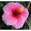 SWAN LIFE EESENTIALS hibiscus tea for lungs - LUNG SUPPORT